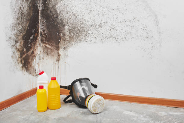 Reliable Brier, WA Mold Remediation Solutions