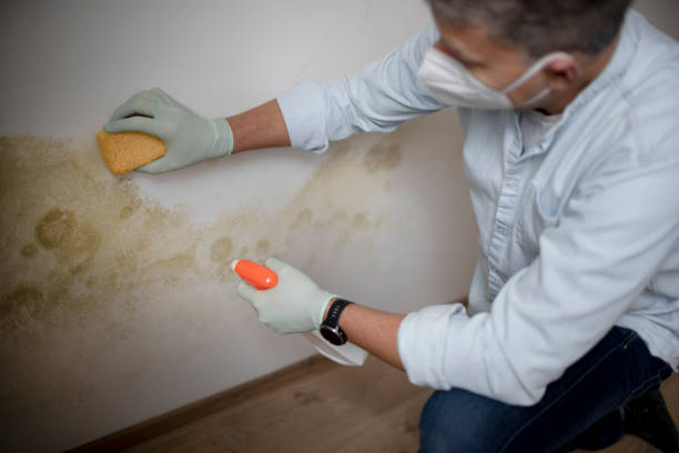 Best Kitchen Mold Remediation in Brier, WA