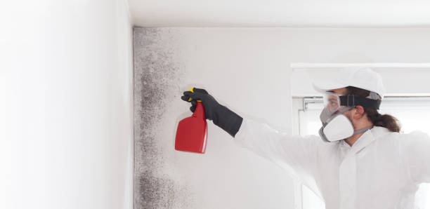 Insurance-Related Mold Remediation