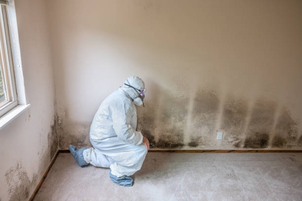 Best HVAC Mold Remediation in Brier, WA